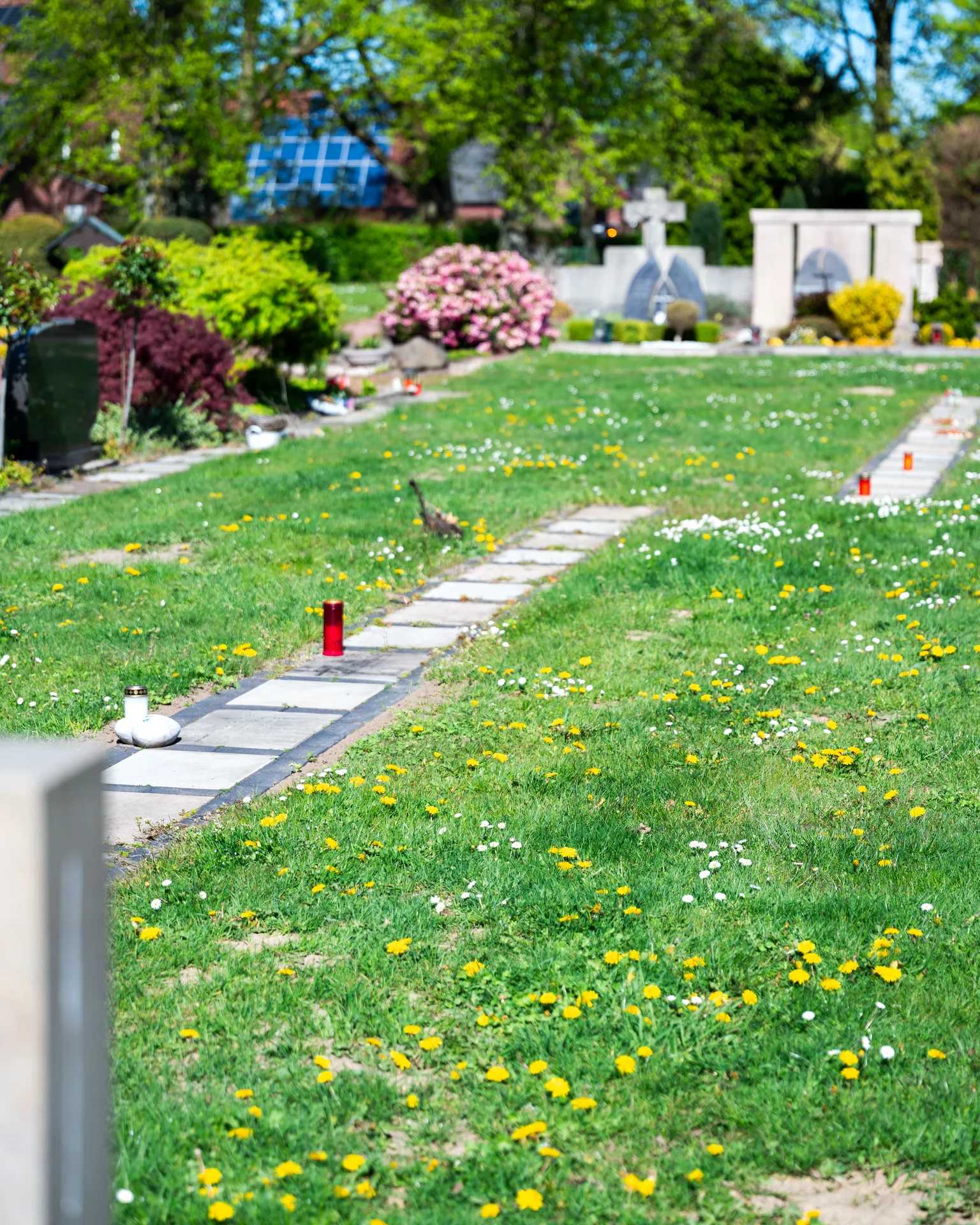 Blühende Wiese mit Weg auf dem Friedhof Seppenrade