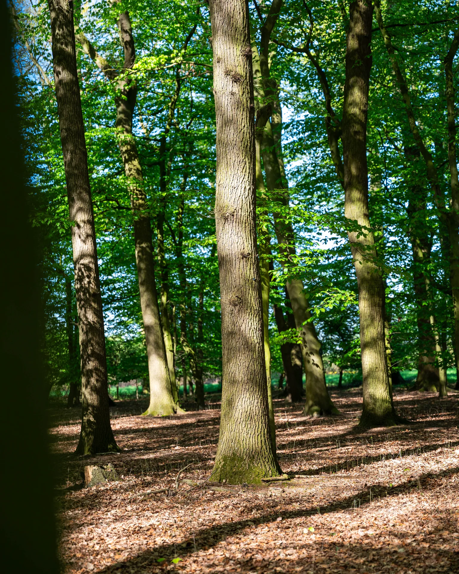Hohe Buchen und stilles Licht im Ruhewald Sandfort
