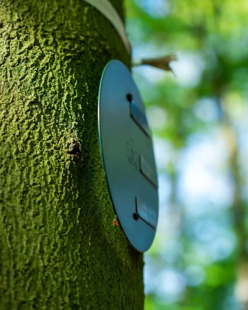 Namensplakette an einem Baum im Ruhewald Sandfort
