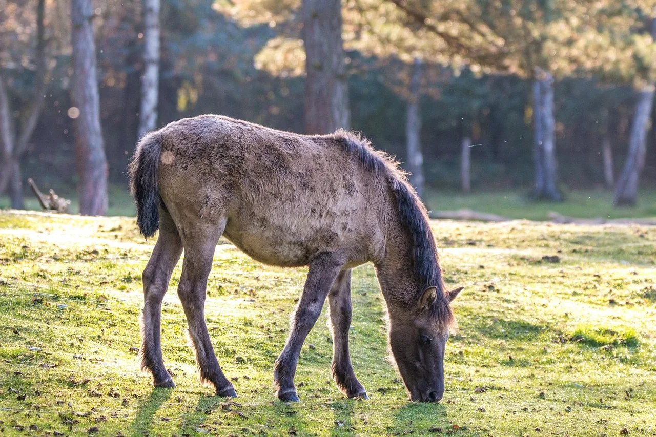 Frei lebende Wildpferde im Merfelder Bruch bei Dülmen