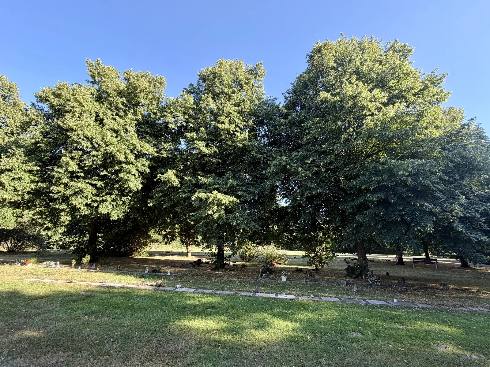 Baumgräber am Rand des Friedhofs Lüdinghausen