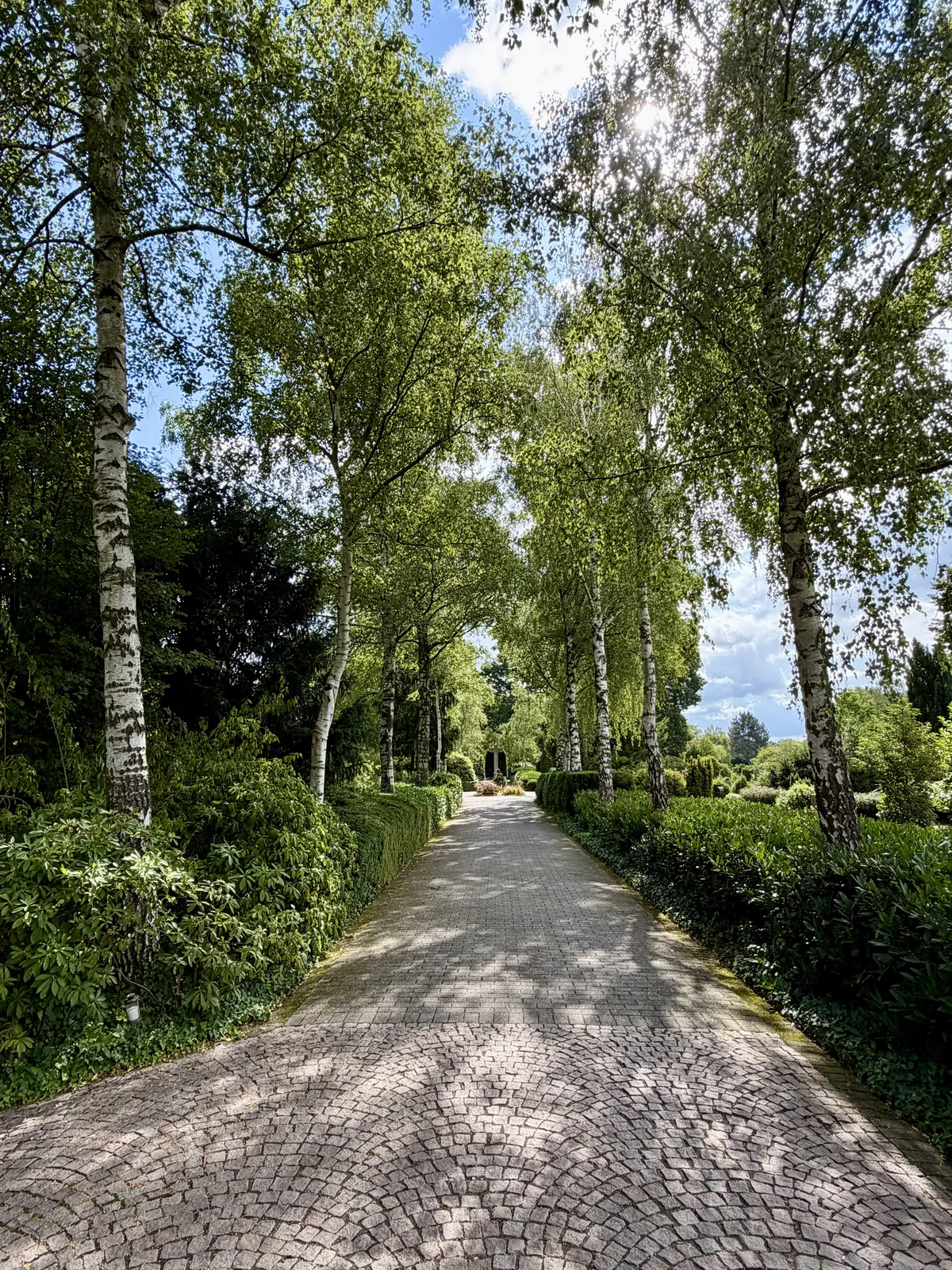 Birkenallee auf dem Friedhof Olfen