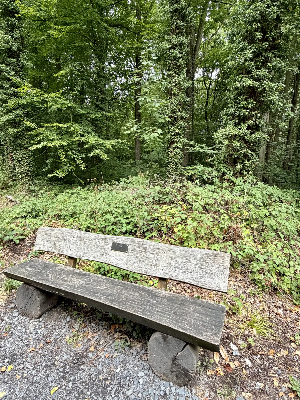 Holzbank am Waldrand im Ruheforst Cappenberg