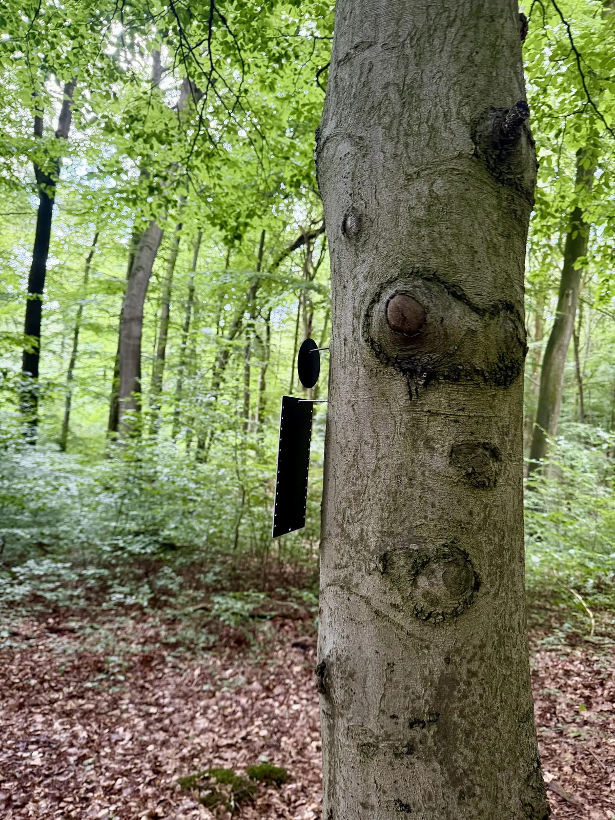 Namensplakette an einem Baum im Ruheforst