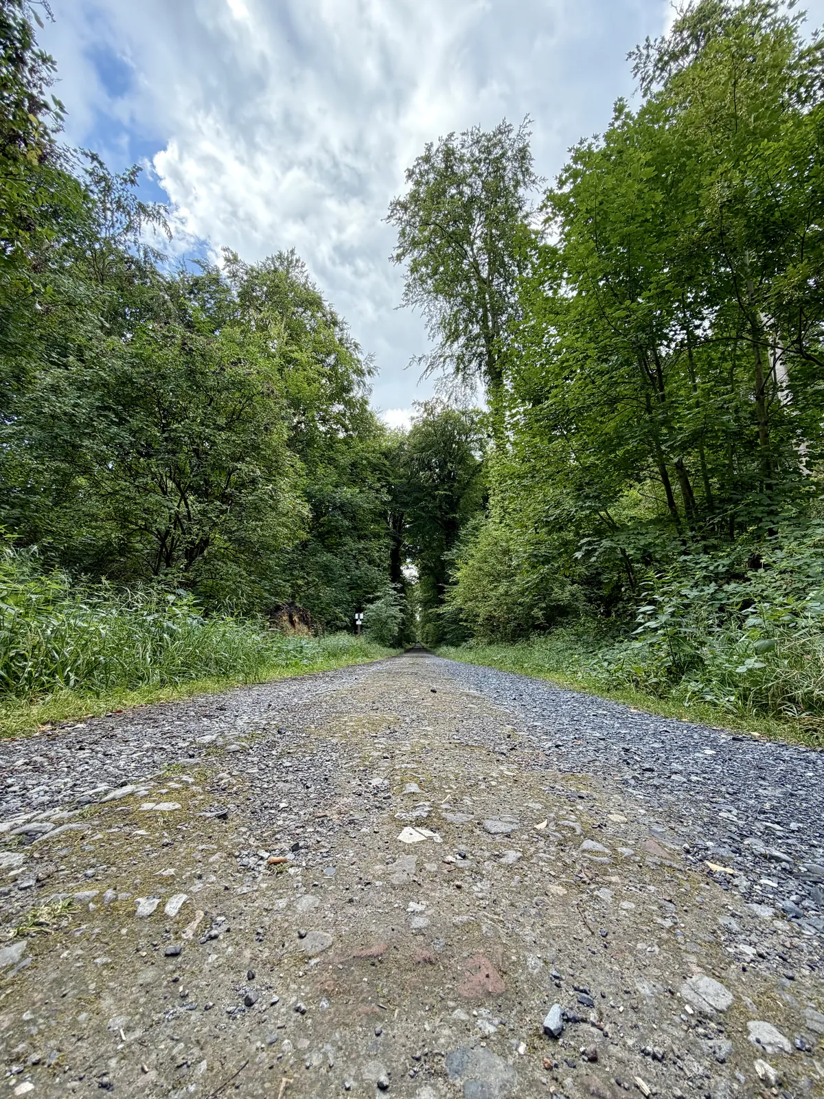 Pfad unter Baumkronen im Ruheforst Cappenberg