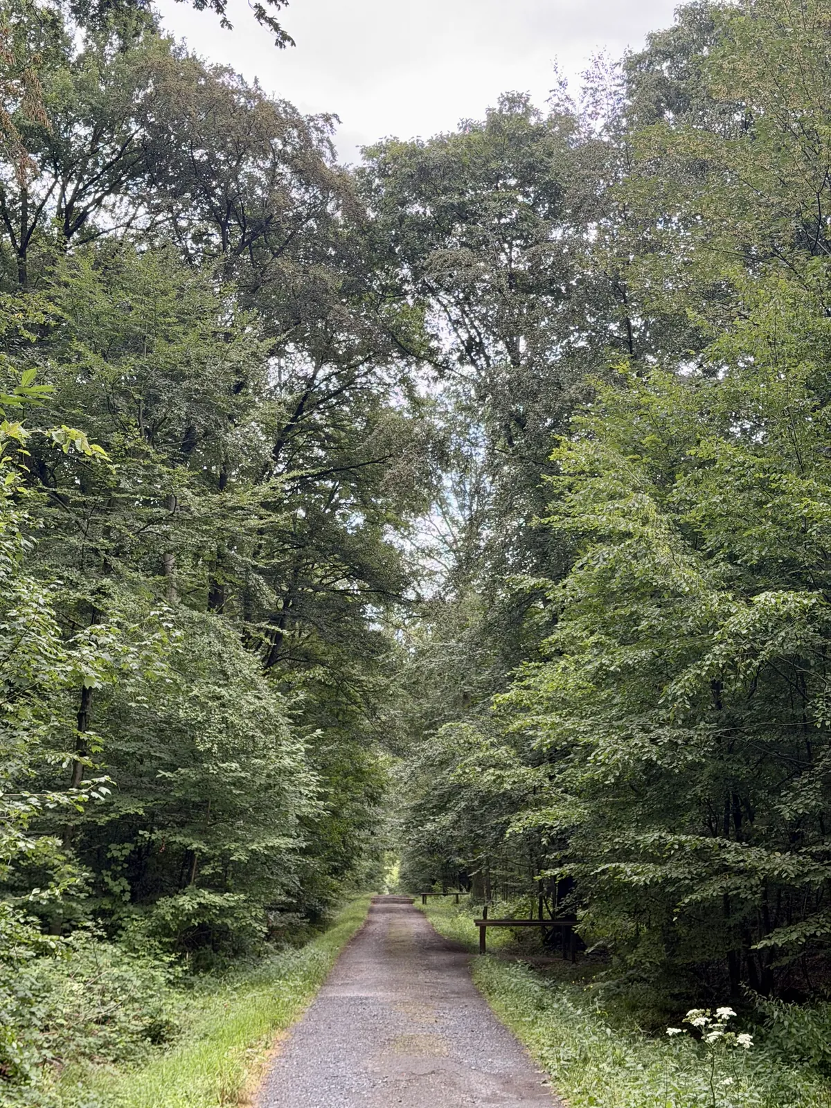 Waldweg im Ruheforst Cappenberg
