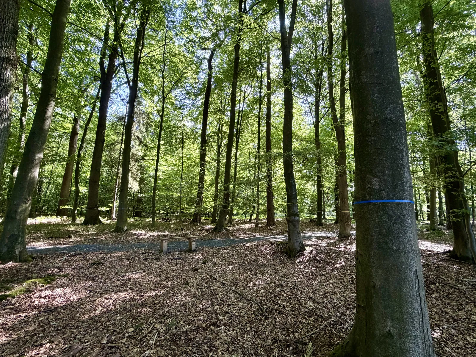 Eichen-Mischwald im Ruheforst Coesfeld