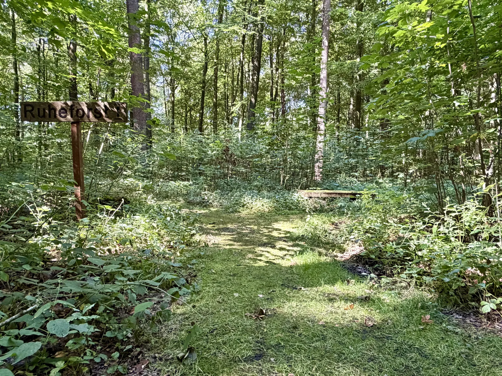 Waldweg im Ruheforst Coesfeld