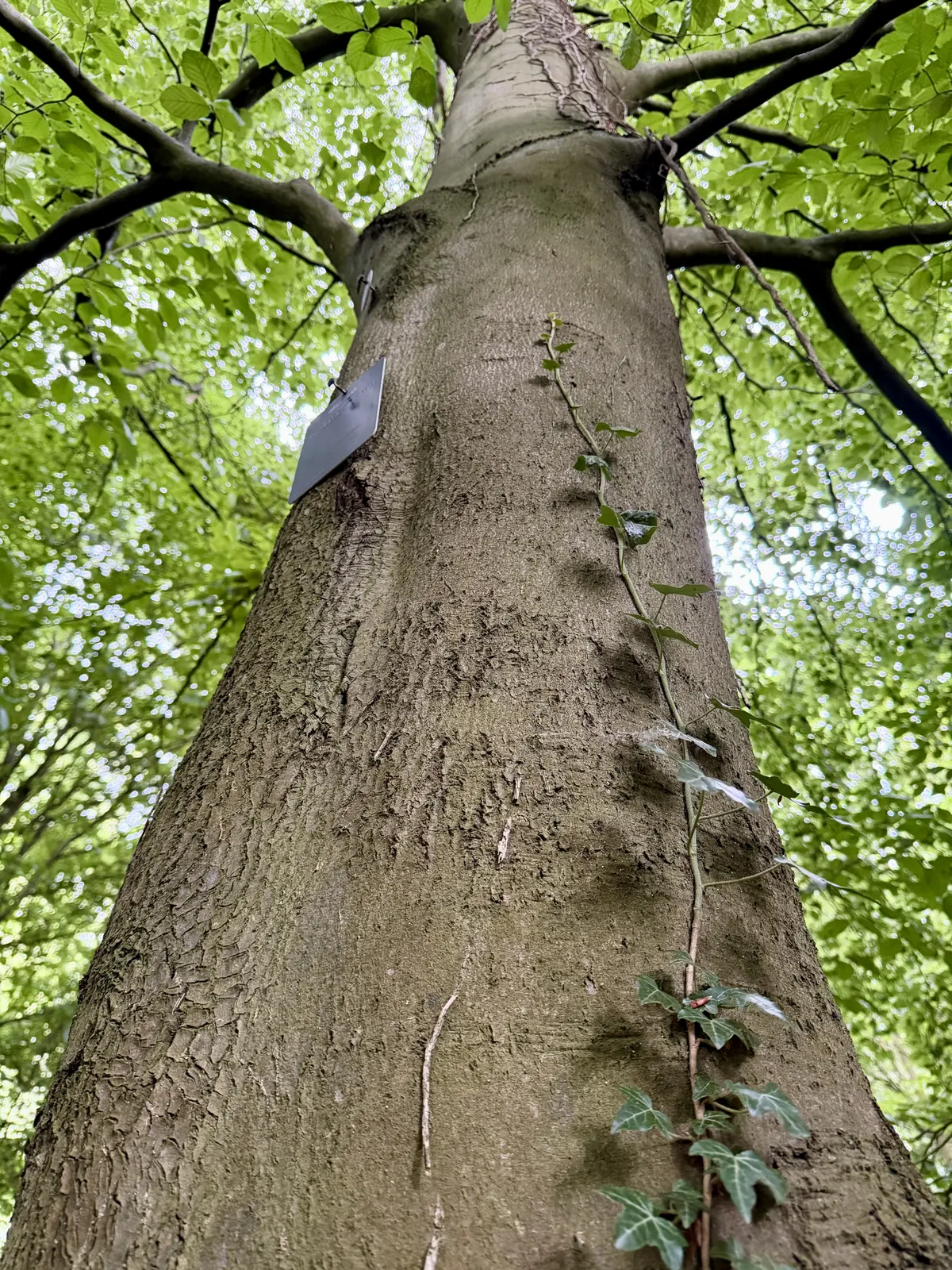 Baumbestattung in der Ruhestätte Natur Haltern