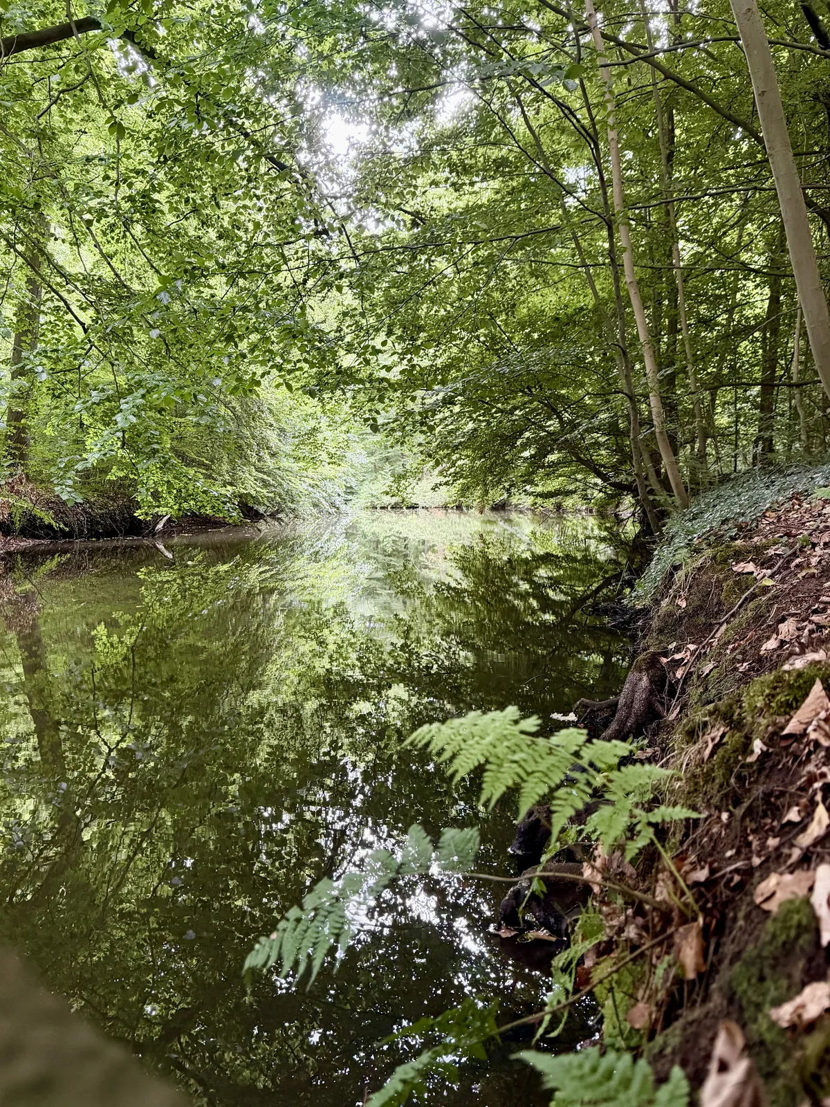 Ufer am Mühlenbach in Haltern-Sythen
