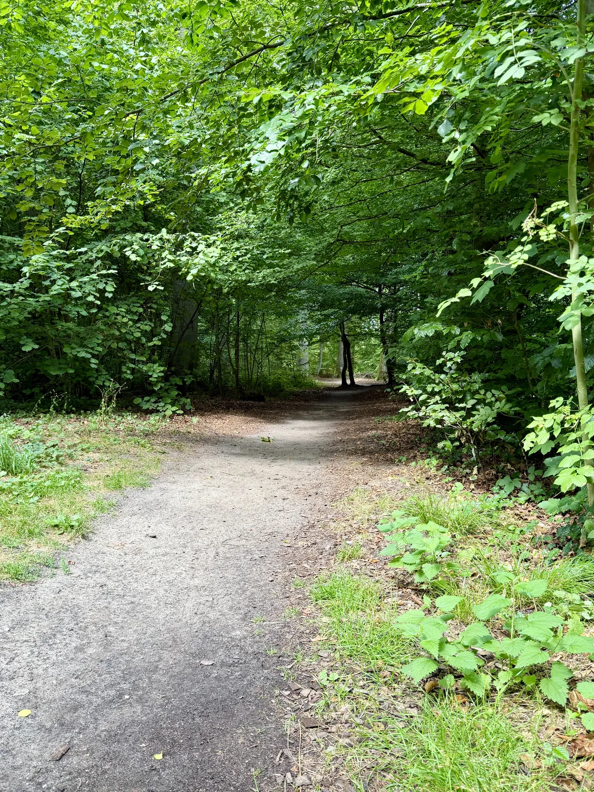 Waldweg in der Ruhestätte Natur Haltern-Sythen